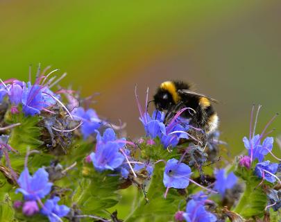 Bee on echium pininana