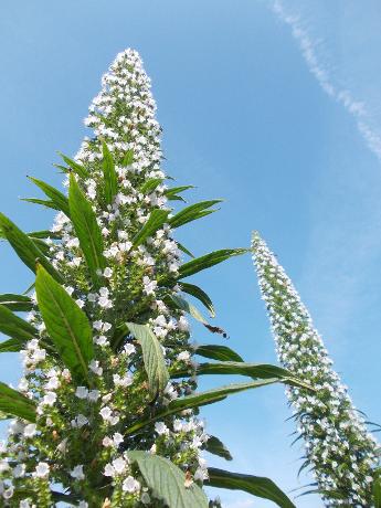 Echium Pininana Snow Tower