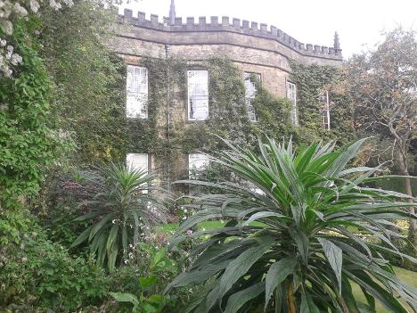 Echium Renishaw Hall