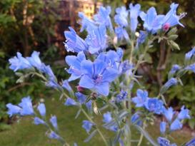 Echium gentianoides