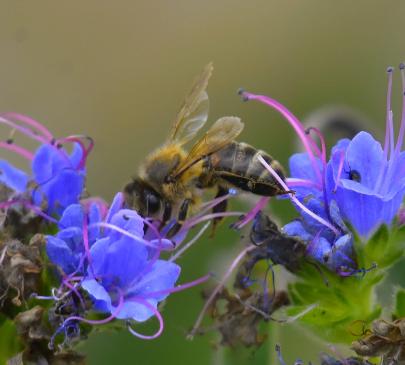 echium bee